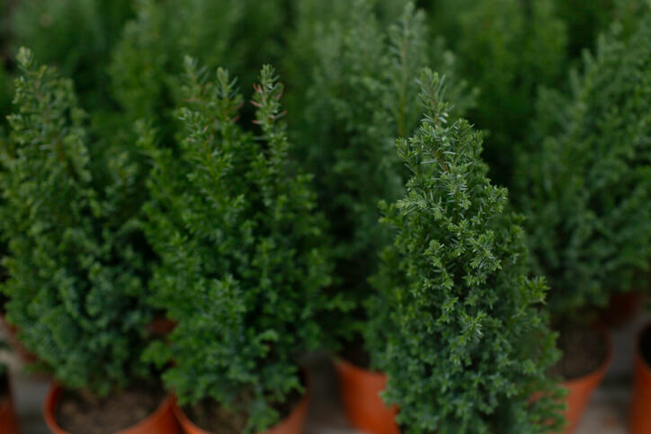 Muschelzypresse pflanzen
