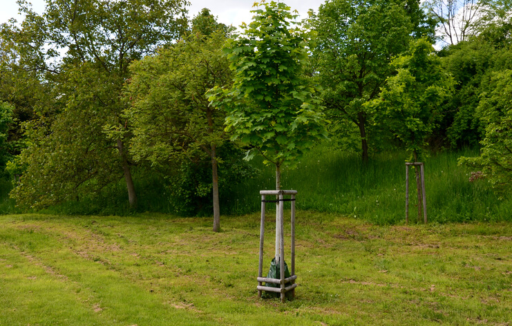 Muss man den Feldahorn schneiden