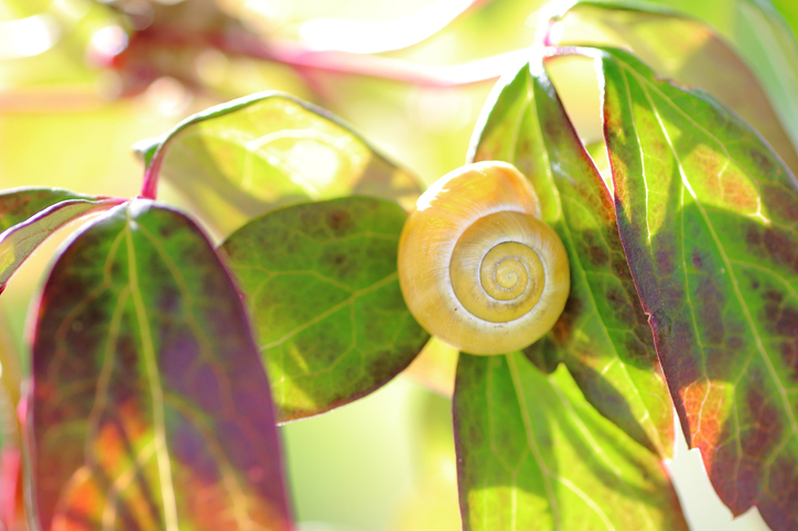 Nacktschneckenbefall