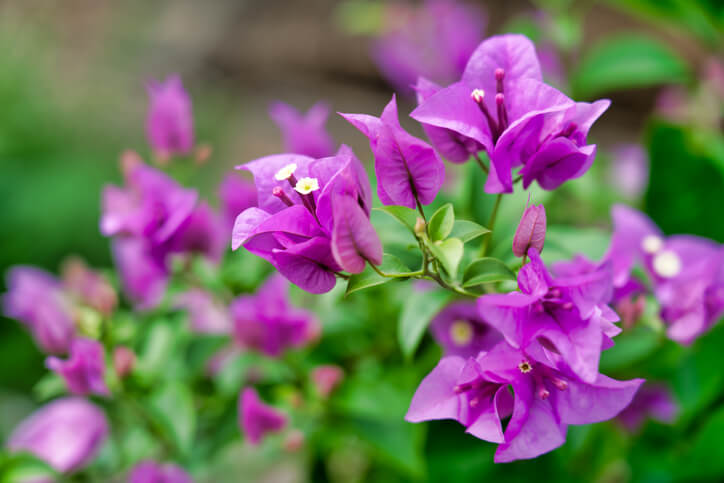 Nährstoffbedarf der Bougainvillea