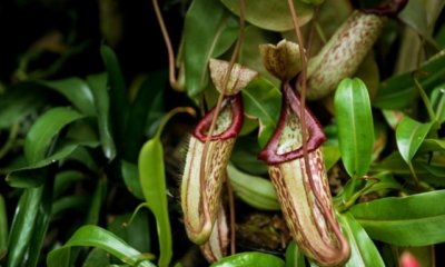 Nepenthes Samen richtig zum keimen bringen