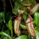 Nepenthes Samen richtig zum keimen bringen