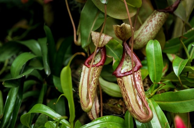Nepenthes Samen richtig zum keimen bringen