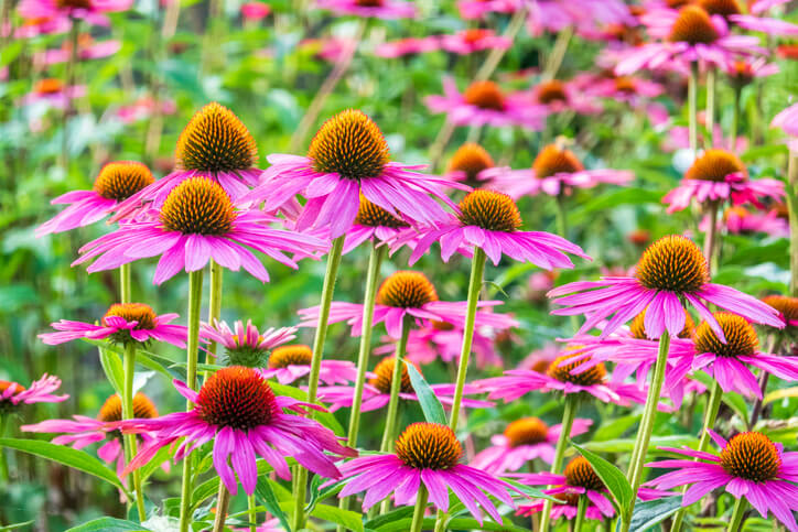 Neue Sorten der Echinacea
