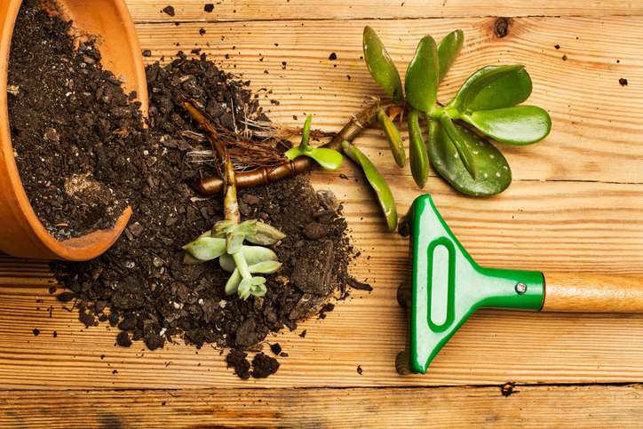 Neues Substrat für Wohlstandserhalt