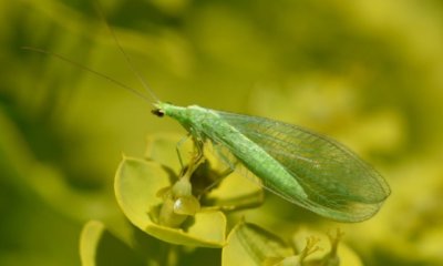 Nützliche Insekten im Garten ansiedeln