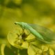 Nützliche Insekten im Garten ansiedeln