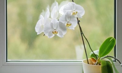 Orchideen auf der Fensterbank halten