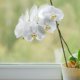 Orchideen auf der Fensterbank halten