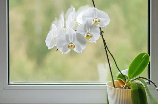 Orchideen auf der Fensterbank halten