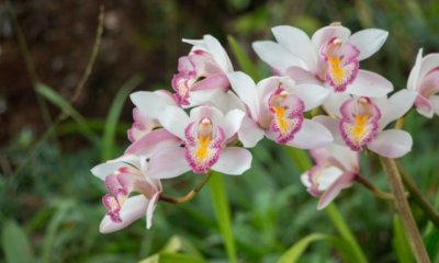 Orchideen draußen halten - alles zur Temperatur und Pflege