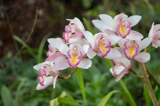 Orchideen draußen halten - alles zur Temperatur und Pflege