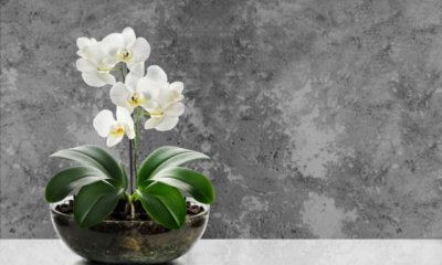 Orchideen im Topf richtig pflegen