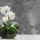 Orchideen im Topf richtig pflegen