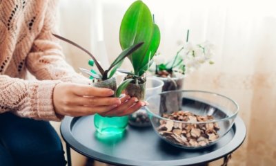 Orchideen in Seramis setzen - eine Anleitung