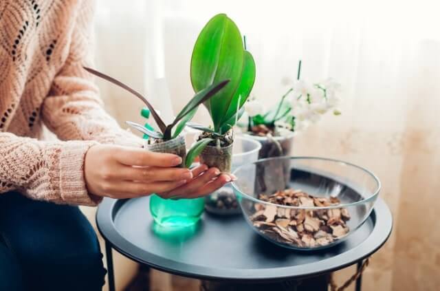 Orchideen in Seramis setzen - eine Anleitung