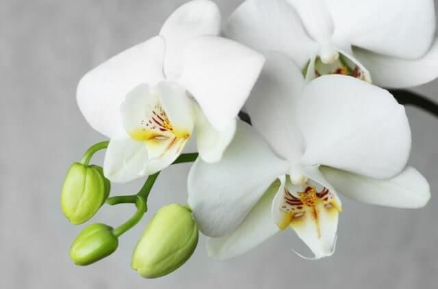 Orchideenknospe geht nicht auf - was tun