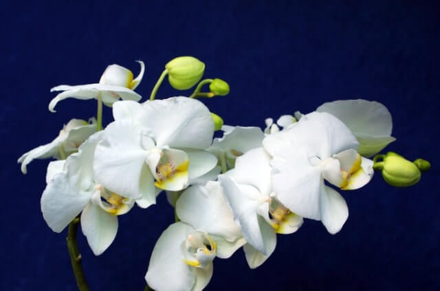 Orchideenknospen fallen ab - was tun