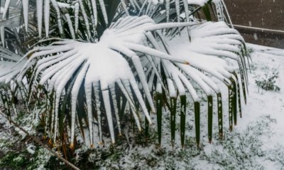 Palme erfroren - wie kann man sie noch retten