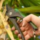 Palmlilie richtig schneiden - darauf sollten Sie achten