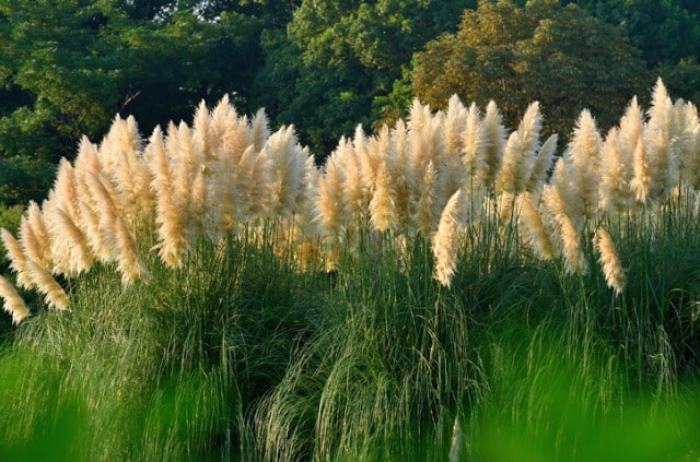 Pampasgras auf dem Balkon halten