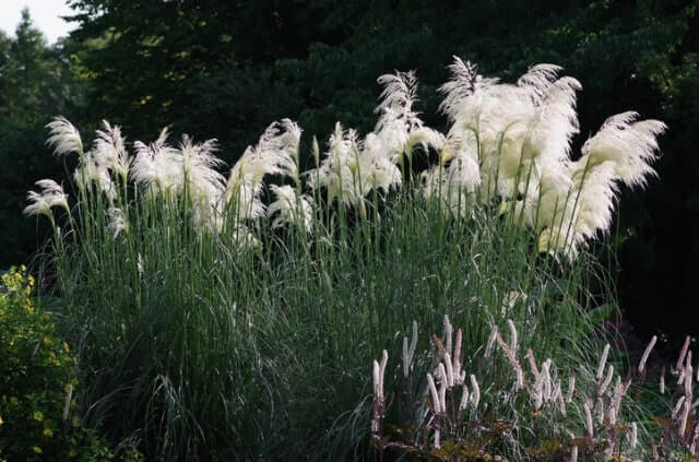 Pampasgras wächst nicht - was tun