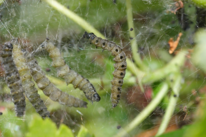 Pfaffenhütchen-Gespinstmotte