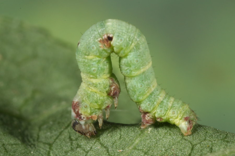 Pfaffenhütchen-Harlekin