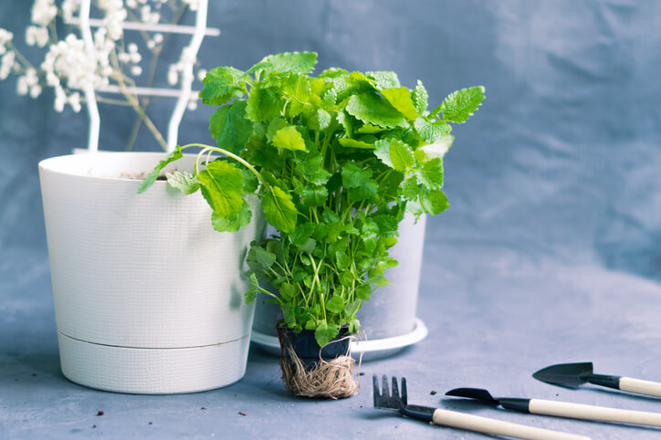 Pflanzgefäß richtig wählen