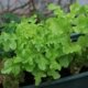 Pflücksalat auf dem Balkon ziehen