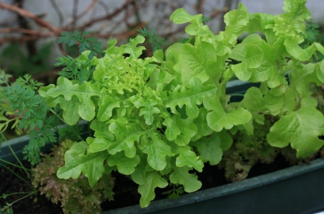 Pflücksalat auf dem Balkon ziehen