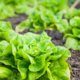 Pflücksalat säen und pflegen