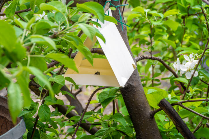 Pheromonfalle gegen Obstbaumschädlinge