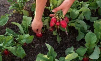 Radieschen ernten - wann ist die richtige Erntezeit