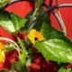 Rankgitter bepflanzen - die schönsten Kletterpflanzen