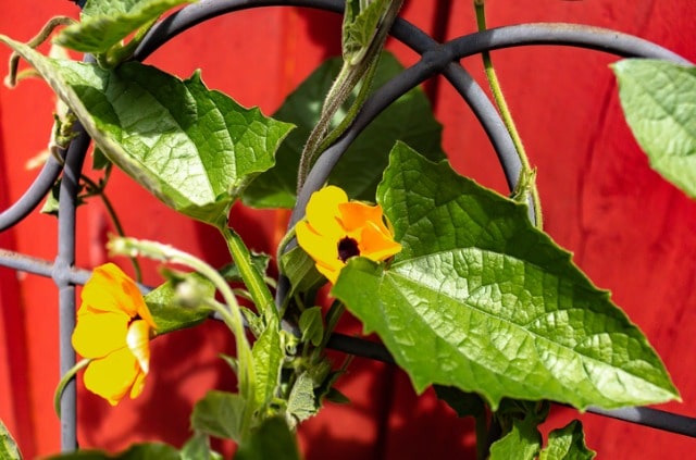 Rankgitter bepflanzen - die schönsten Kletterpflanzen