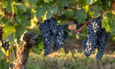 Rankhilfe für Weinreben selber bauen