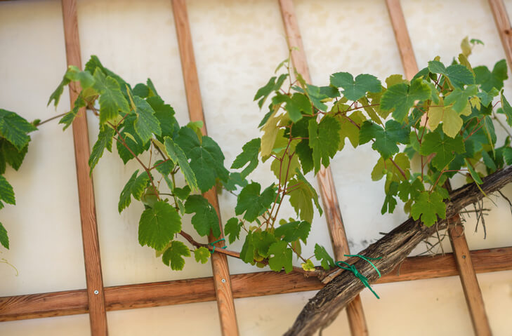 Rankhilfen an Hauswänden