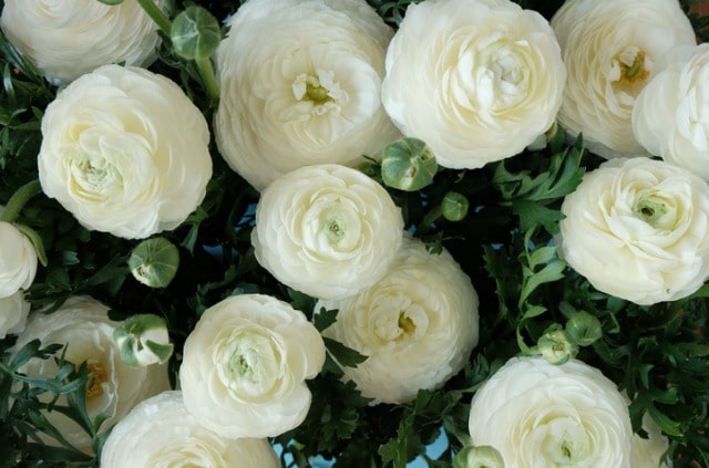 Ranunkel richtig schneiden