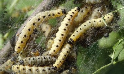 Raupen auf Pfaffenhütchen effektiv bekämpfen