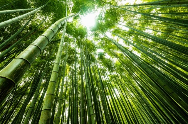 Riesenbambus richtig pflanzen im Garten und im Topf