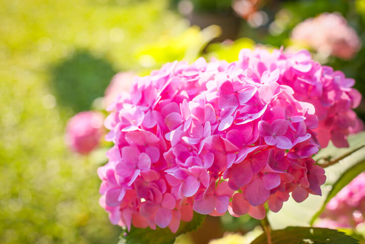 Rosa Hortensie - oder doch lieber blau