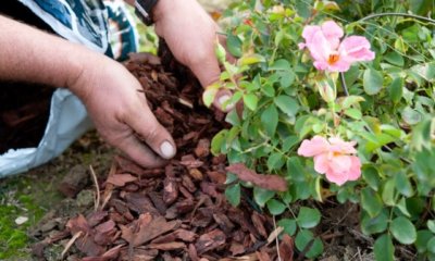 Rosen mulchen - die wichtigsten Tipps