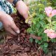 Rosen mulchen - die wichtigsten Tipps