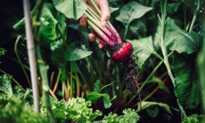 Rote Bete ernten und lagern