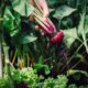 Rote Bete ernten und lagern