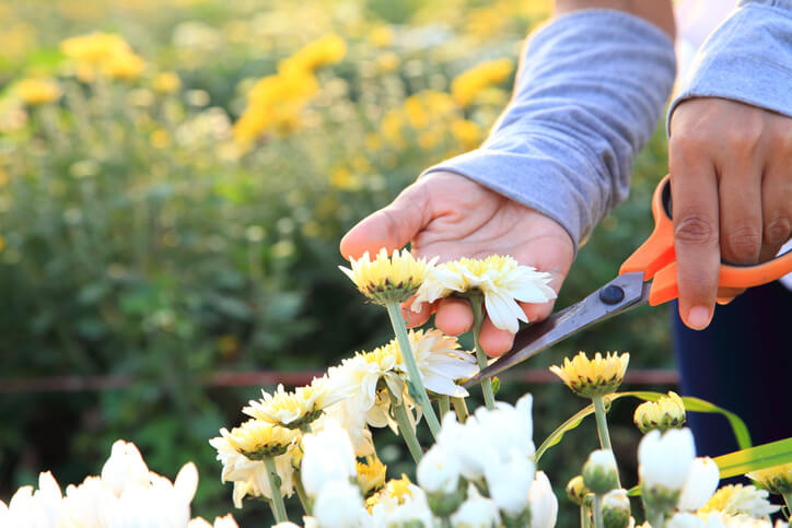 Rückschnitt der Chrysanthemen