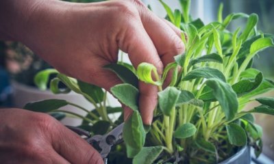 Salbei im Topf pflanzen und pflegen