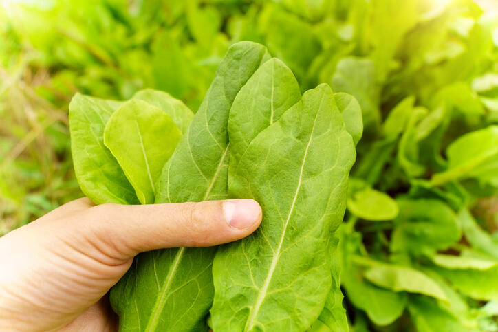 Sauerampfer manuell entfernen