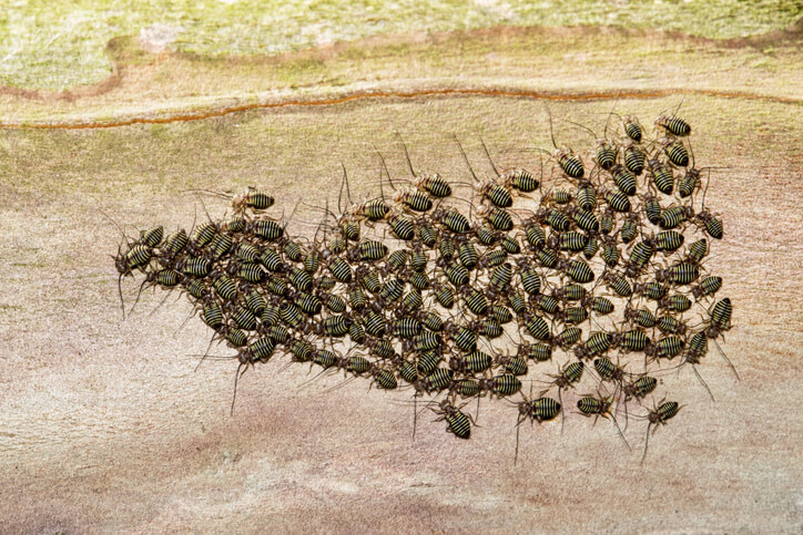 Schäden durch Läuse